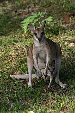 Agile Wallabies are common in our grounds.